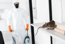 DIY vs Professional Exterminators: Making Smart Pest Control Decisions 