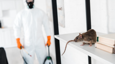 DIY vs Professional Exterminators: Making Smart Pest Control Decisions 