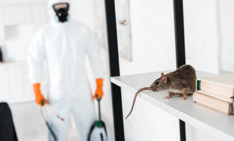 DIY vs Professional Exterminators: Making Smart Pest Control Decisions