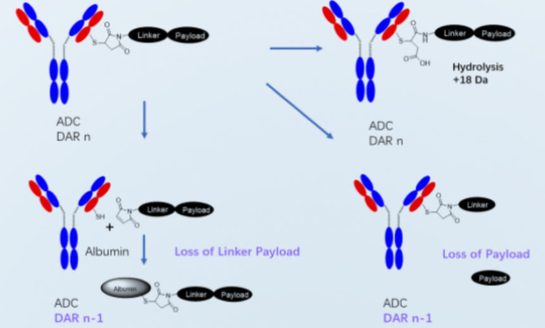 How Do ADC Services Accelerate Antibody-Drug Conjugate Development?